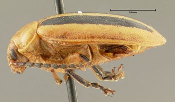 Media type: image; Entomology 34654   Aspect: habitus lateral view